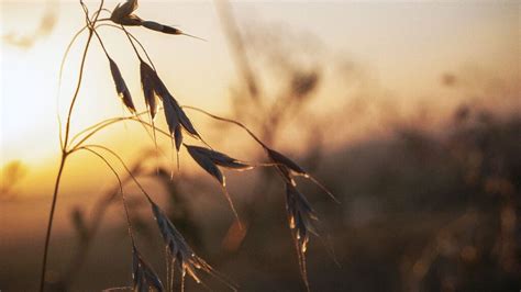 Weight loss: Type of fiber found in oats .